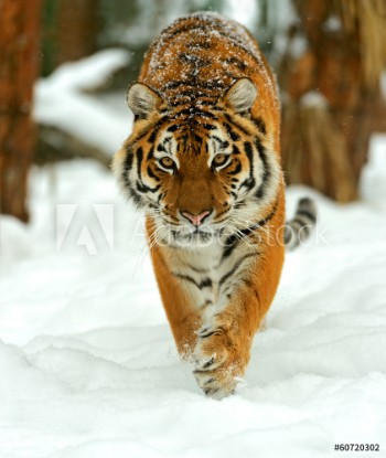 Picture of Portrait of a Siberian tiger